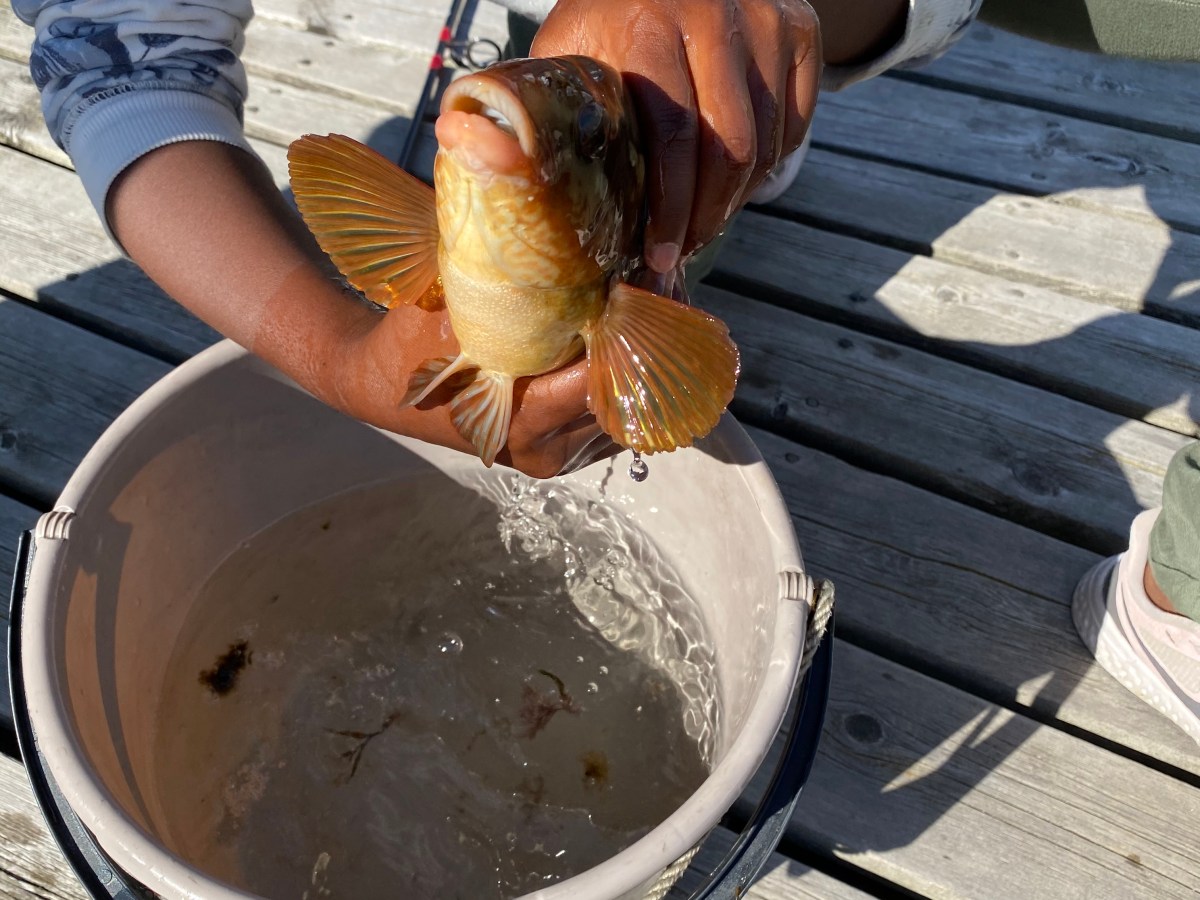 Fisketriks for barnefamilier